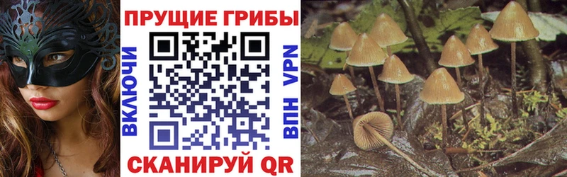 Псилоцибиновые грибы Psilocybine cubensis  blacksprut ONION  Волосово  купить наркоту 